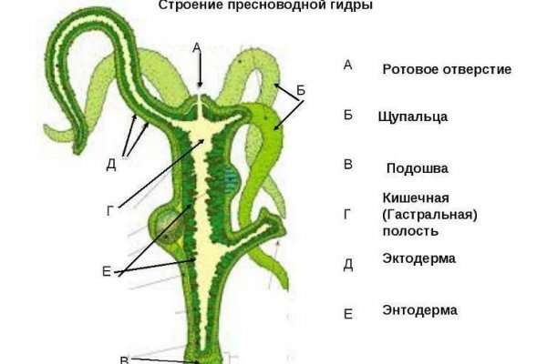 Как выводить деньги с кракена