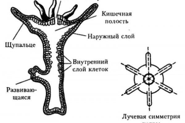 Кракен ат сайт